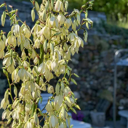 Casa Ai Monti By Holap Sa * Ronco sopra Ascona